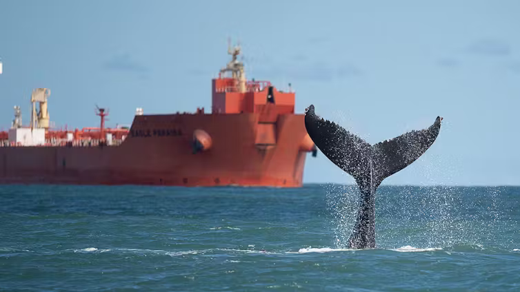 Marine protected areas aren’t in the right places to safeguard dolphins and whales in the South Atlantic