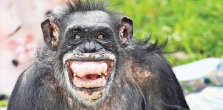 Two ‘grand dame’ chimpanzees celebrate milestone birthdays Two ‘grand dame’ chimpanzees celebrate milestone birthdays