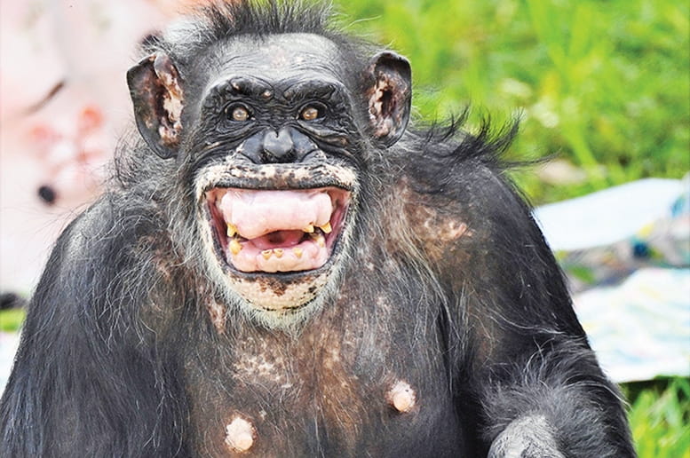 Two ‘grand dame’ chimpanzees celebrate milestone birthdays