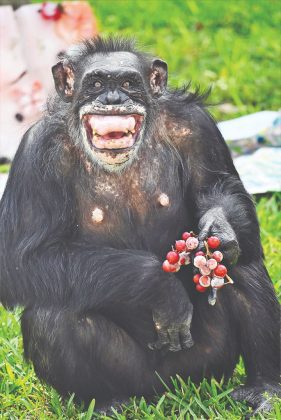 Two &lsquo;grand dame&rsquo; chimpanzees celebrate milestone birthdays
