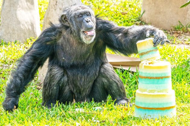 Two &lsquo;grand dame&rsquo; chimpanzees celebrate milestone birthdays