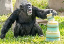GRAND DAME CHIMPANZEES CELEBRATE MILESTONE BIRTHDAYS