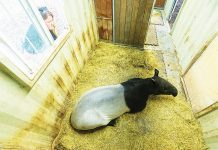 Zoo Miami made preparations for recent cold temperatures Zoo Miami made preparations for recent cold temperatures