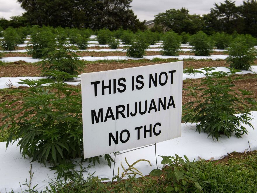 A farmer's sign marks hemp plants in Stanley, Va., in 2020 in an effort to convince thieves that the plants are not marijuana — and not worth stealing.