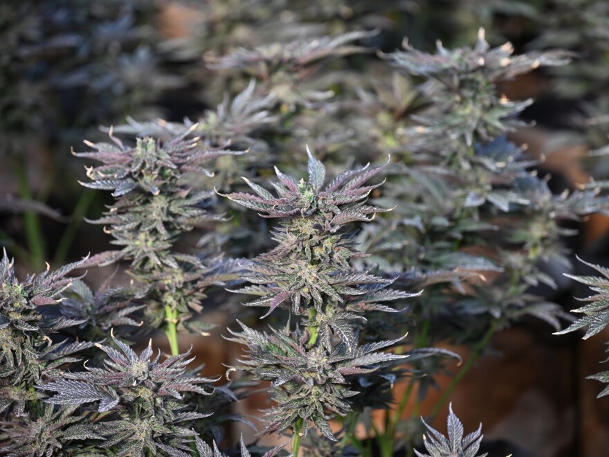 Marijuana plants grow at an illegal cannabis farm during a raid by San Bernardino County sheriff's deputies in Newberry Springs, Calif., in 2024. Recreational marijuana use is legal in the state, but a black market persists.