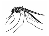 ‘Fight the Bite’ mosquito control tips for residents