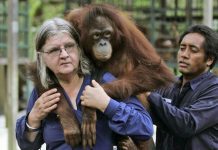 Birutė Galdikas: The last of the ‘angels’ in primatology’s most extraordinary chapter