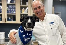 Miami Veterinary Specialists approaches 25 years providing specialized and emergency/critical care treatment