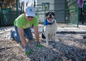 FPL volunteers help enhance grounds at Humane Society