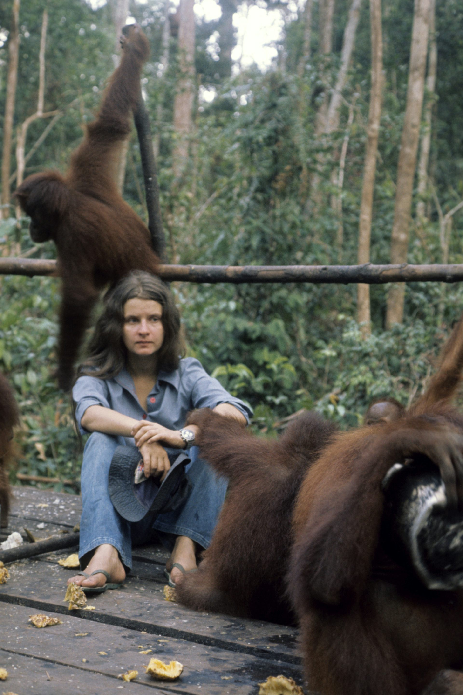 A young woman sits with orangutans playing around her in the jungle.