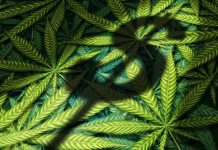 NORML Op-Ed: Excessive Taxes on Cannabis Fuels the Unregulated Market