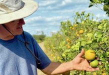 The fruit that made Florida is quickly disappearing