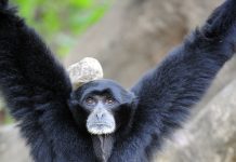 CELEBRATING AN ICONIC PRIMATE!